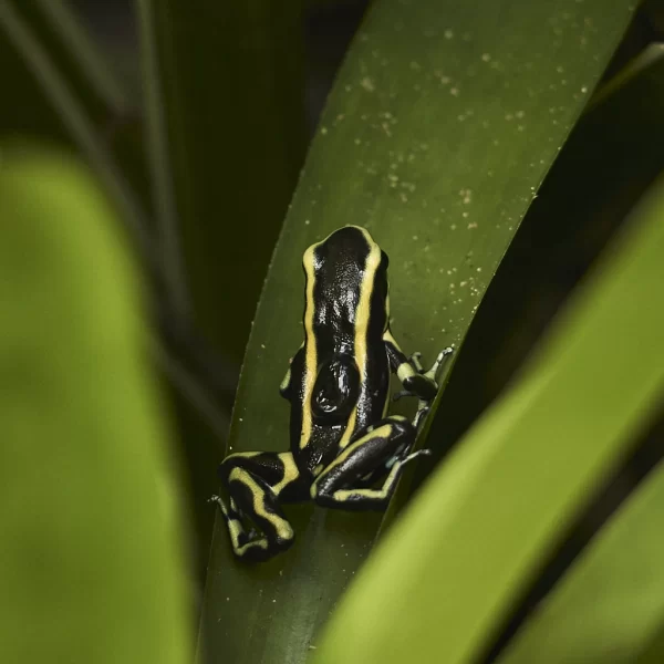 dendrobates-truncatus-rana-venenosa-caracolí
